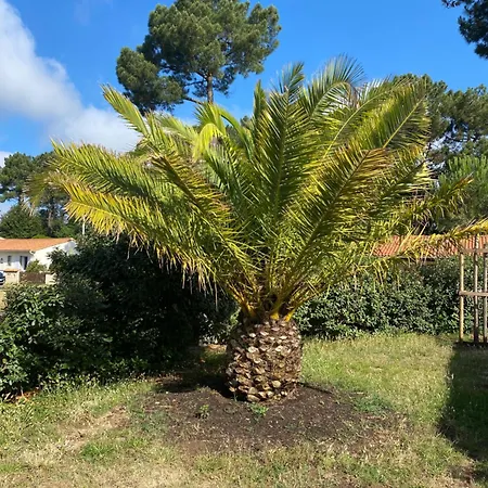 Magnifique Avec Piscine A La Palmyre * Les Mathes